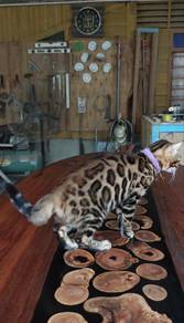 Bengal 