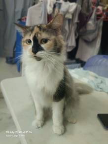 Calico for sale
