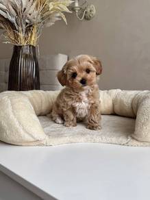 Barky Maltipoo Big Eyes Teddy Face Puppy Dog