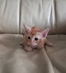 free kitten for adoption urgent