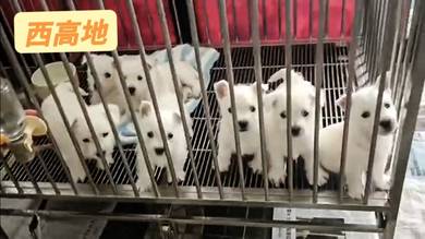 西高地女 westi west highland terrier