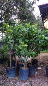 pokok Rambutan 5 kaki