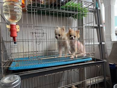 Pomeranian