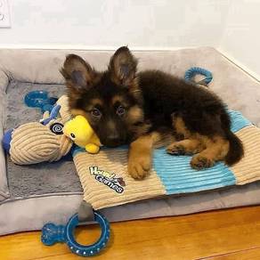 HSSF3088 German Shepherd puppies #MKA pedigree