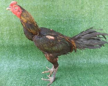 ayam batang kaki 