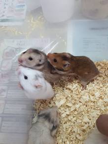 Syrian hamster shorthair