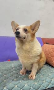 Welsh pembroke corgi female rehome