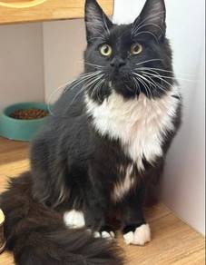 Mainecoon Cat for sale