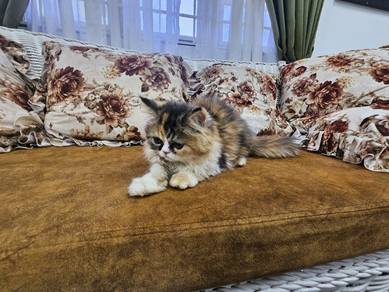 delute calico female kitten pure persian flat face