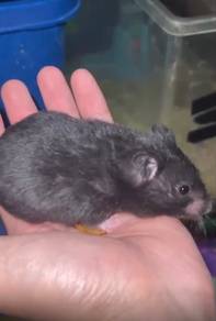 Hamster syirian Mix Bigbone