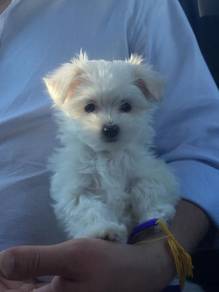 K3059 Yippy Bichon Poochon White Fluffy Cotton Bal