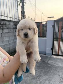 Goldenretriever male