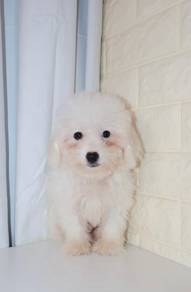 J0581 Poochon Cute Marshmallow Teddy Puppy