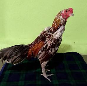 Ayam pamakoy 