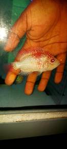 flowerhorn GB kamfa 