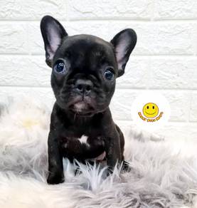 BVBV3737 French Bulldog puppies