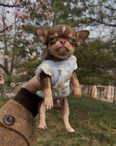 Chihuahua