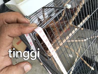 sangkar burung 