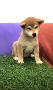 Shiba inu mka and microchip