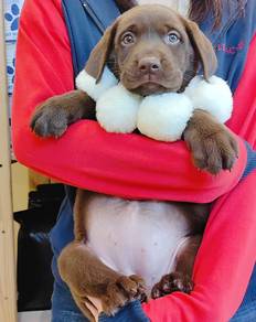 Labrador