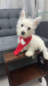西高地男
Westie
west highland terrier Male 
