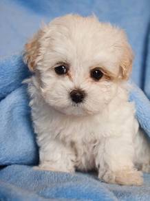B221 Bubbly Maltipoo teddy bear face puppy Baby Do
