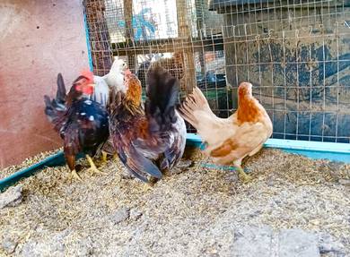 Ayam serama untuk dilepaskan 