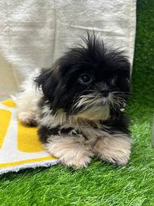 Shih tzu 