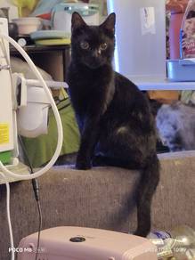 American Shorthair cross breed with Bengal.