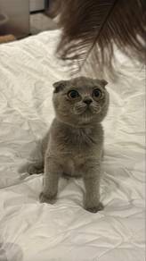 Bsh Fold Scottish Fold British Shorthair Female