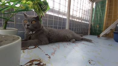 British Shorthair (BSH)