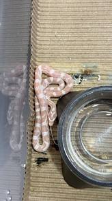 Corn snake 