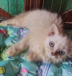 kitten