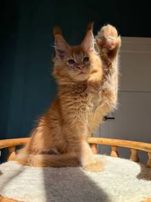 Maine Coon Red Ticked Boy 🇷🇺