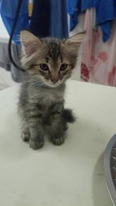 Cat For Rehome