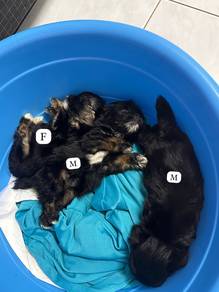 shihpoo
