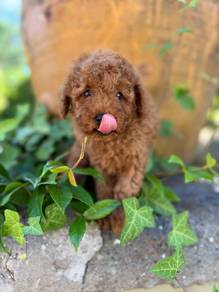 poodle puppies 