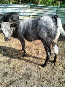 Lembu betina baka Belgium blue