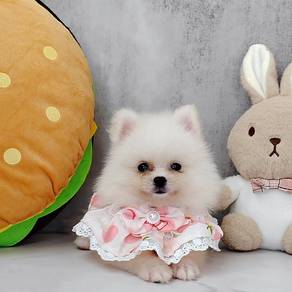 Pomeranian