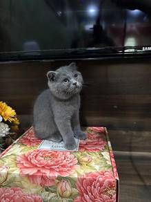 Kucing /cat
