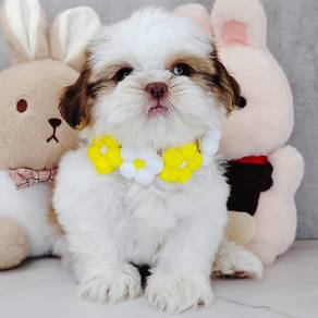 Shih Tzu