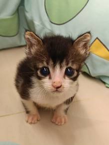FREE,cute little kitten,Ipoh Perak Ampang. 