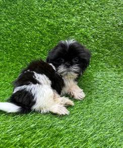 Shih tzu 