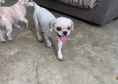 shih tzu for sale