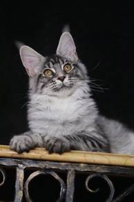 Sikver Tabby Maine Coon