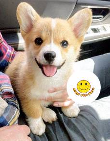 HW_C1211 Little angel Corgi pet dog