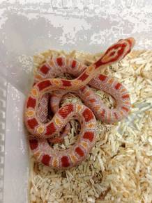 Extreme | Reverse Okeetee Corn Snake / Ular