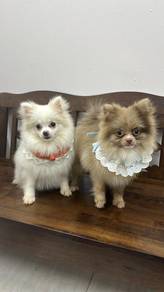 Pure Breed White Pomeranian (Female) 8 months old
