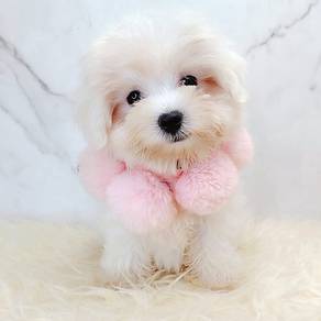 Maltese