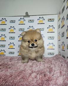 tiny pom pom pomeranian puppy
